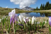 31 Crocus bianco-violetti con vista verso il Pizzo